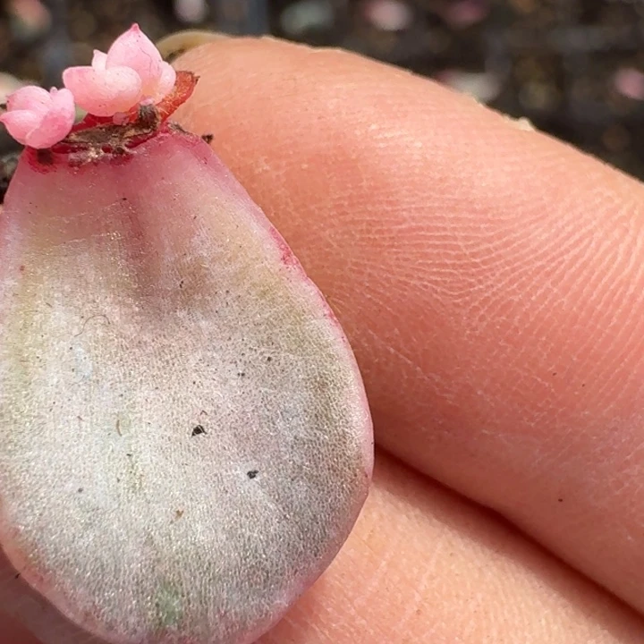 紫丽殿锦一物一拍257