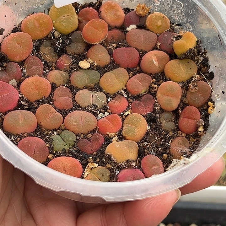 无花朵沐*365号包邮彩毛50颗