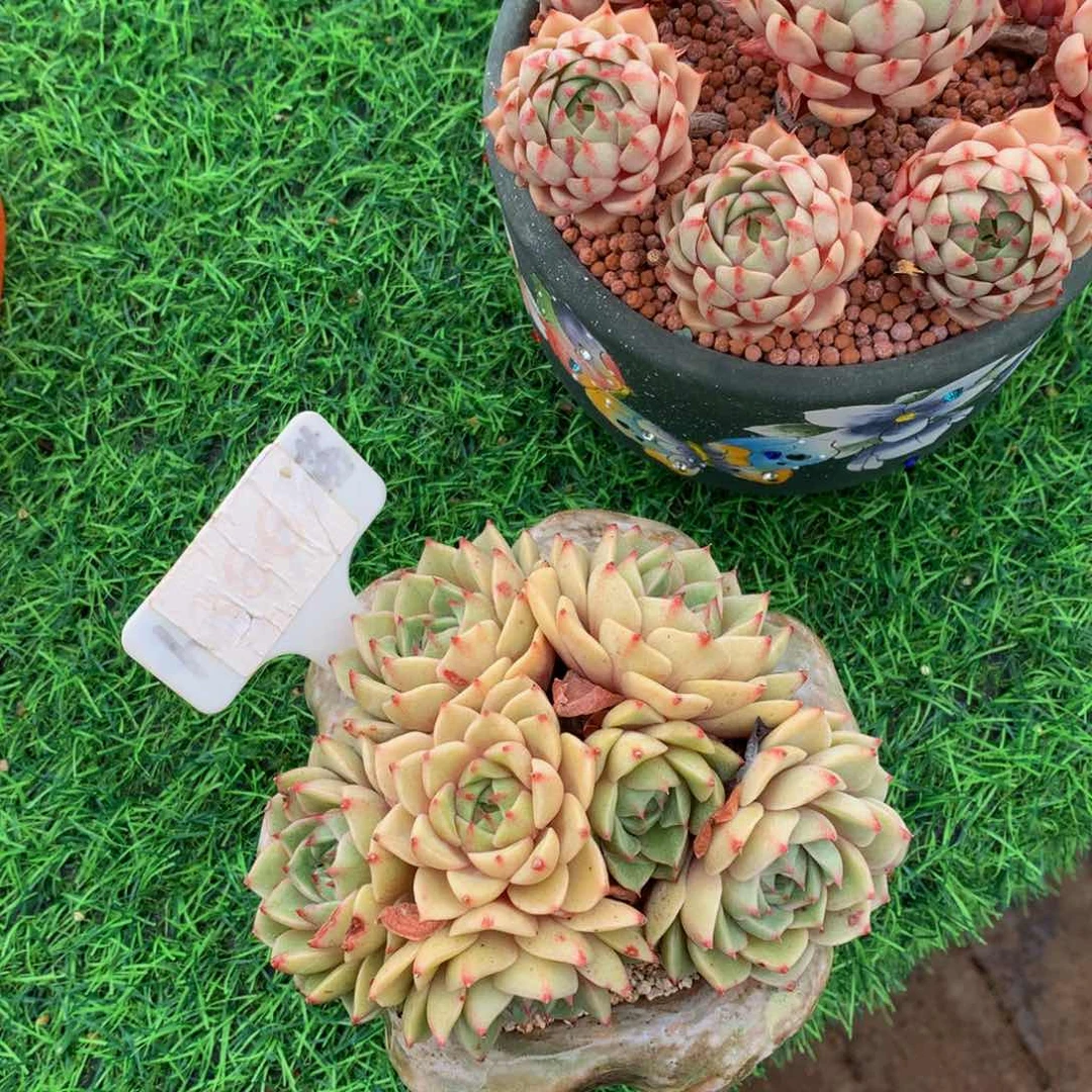 若*笨巴迪啊读肉植物7272