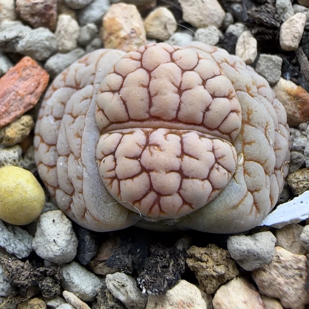 194 生石花大棚直播