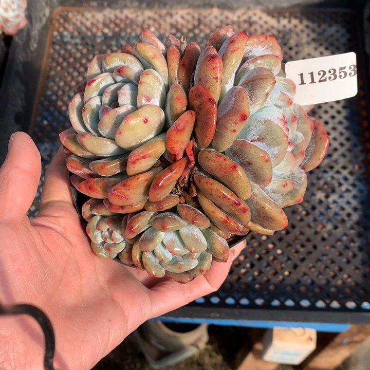 112353石化嗯嗯嗯嗯嗯嗯嗯好喜欢