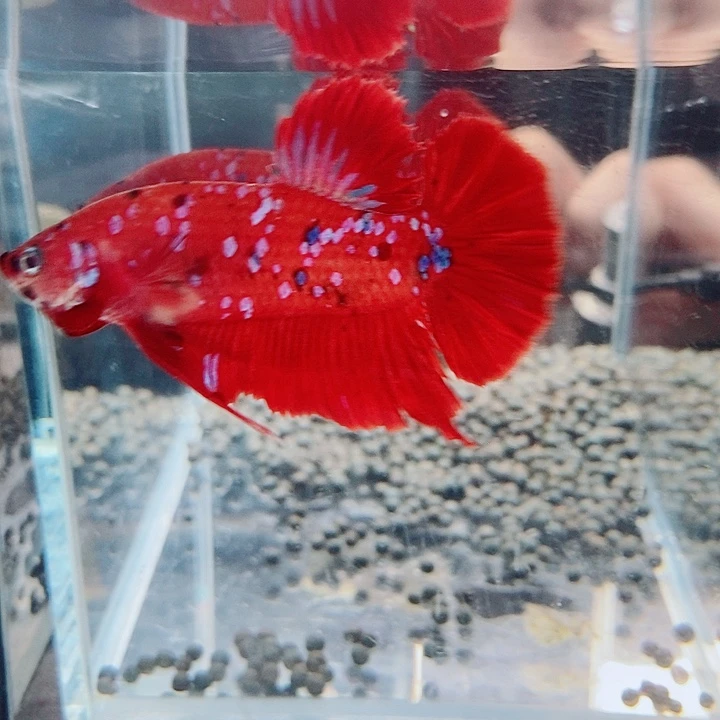 斗鱼黑54号巨斗将军