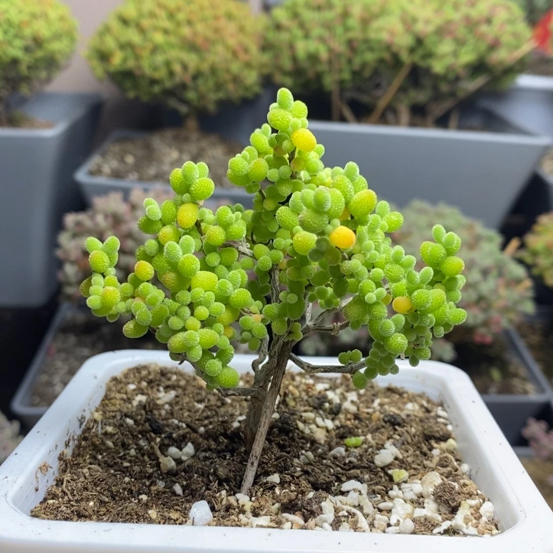 1172金桔糖球枝干