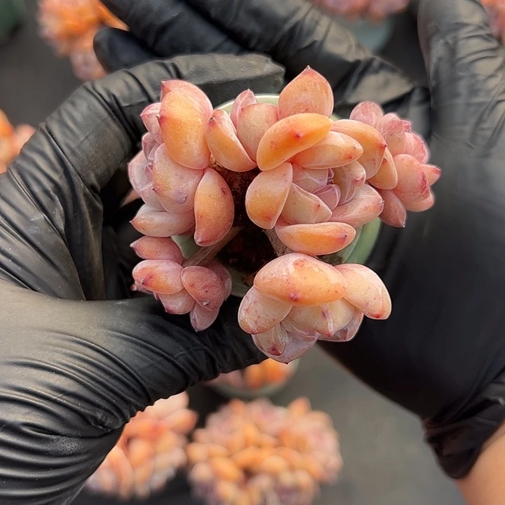 3510，六头星影带盆发的时候