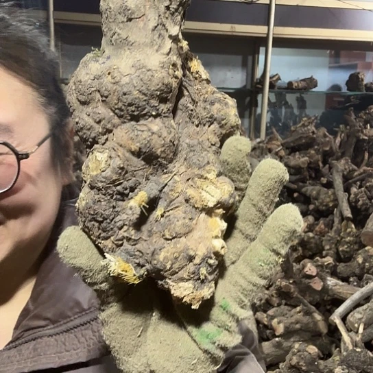 香榧木落**悔火琉璃的故事毛料摆件