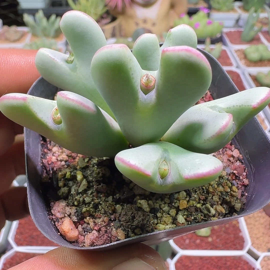 特价少将。       036