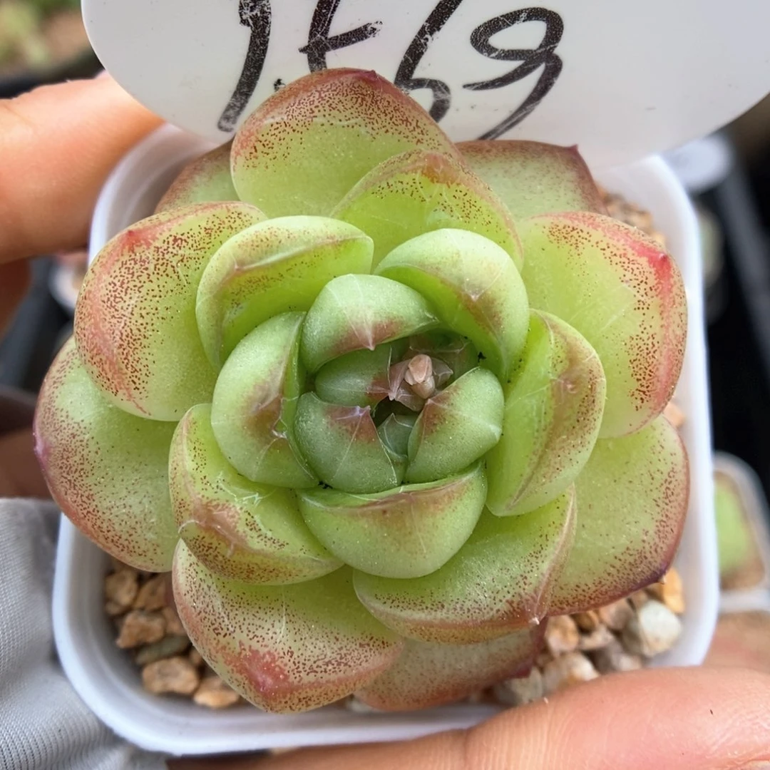 绿油透珍妮可拍9569号