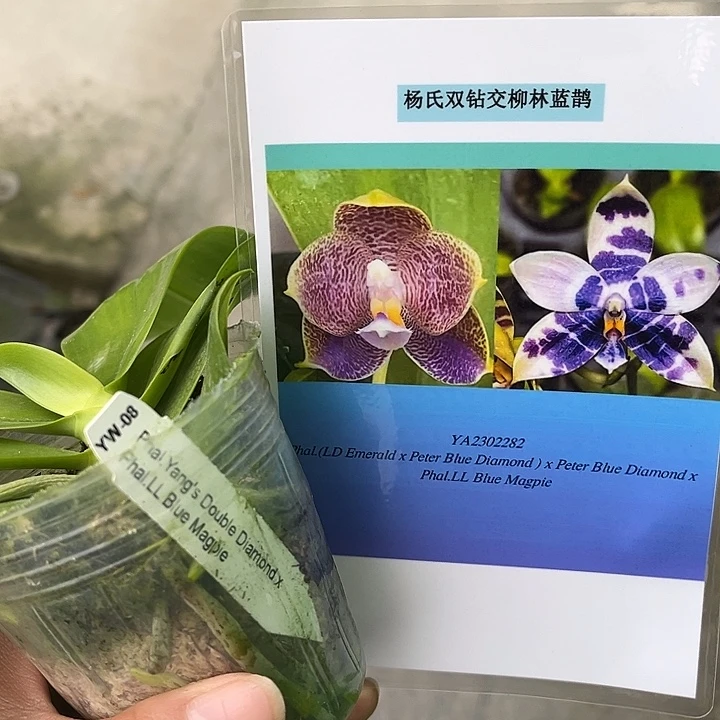 全部花苞2.5寸杯柳林蓝雀