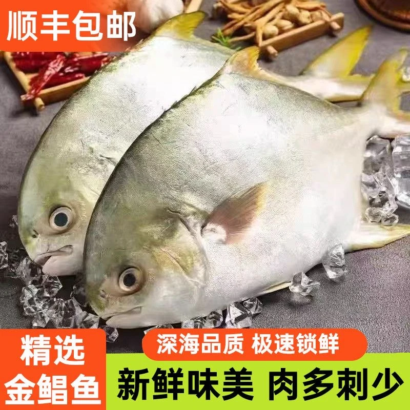 D【深海金鲳鱼】广西北海新鲜鲜活冷冻鱼鲳鱼海鲜深海鱼顺丰冷链