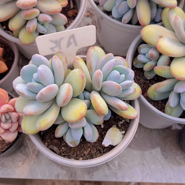 健健康康平平安安