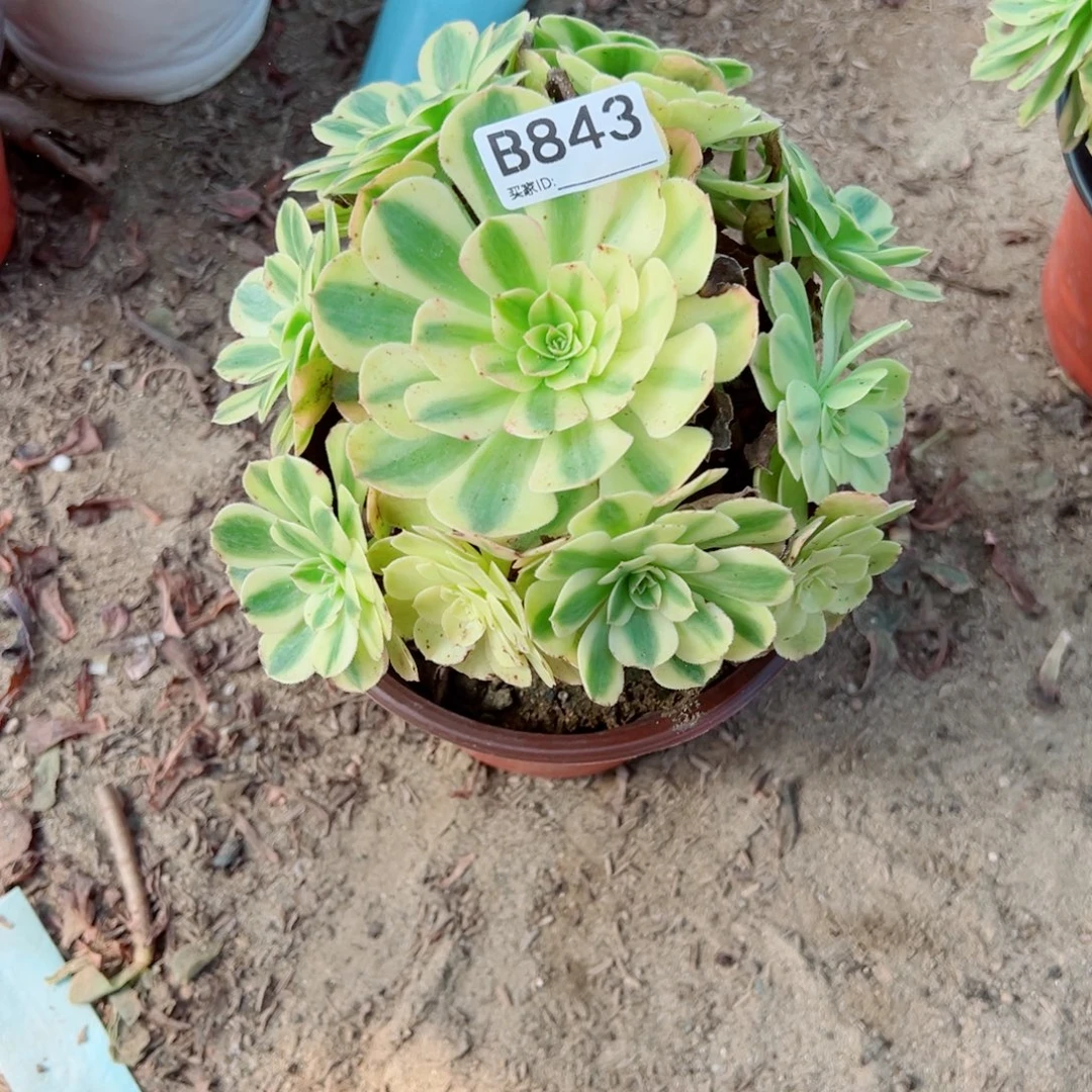 843雨荷多肉植物法师