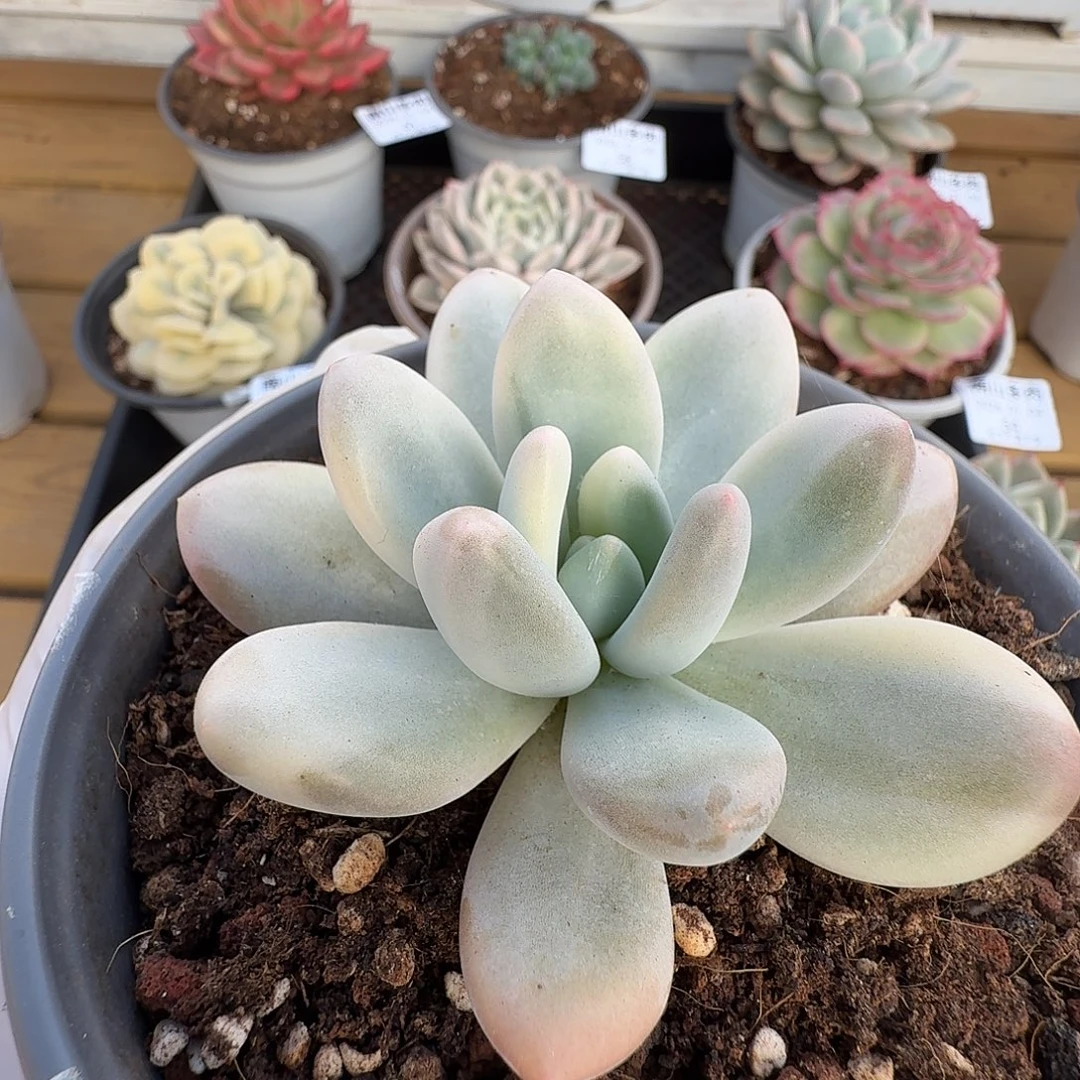 香水拉丝锦11104-59