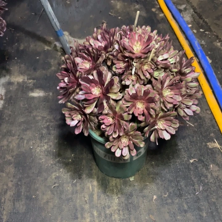 40紫霞仙子多肉植物多肉多肉