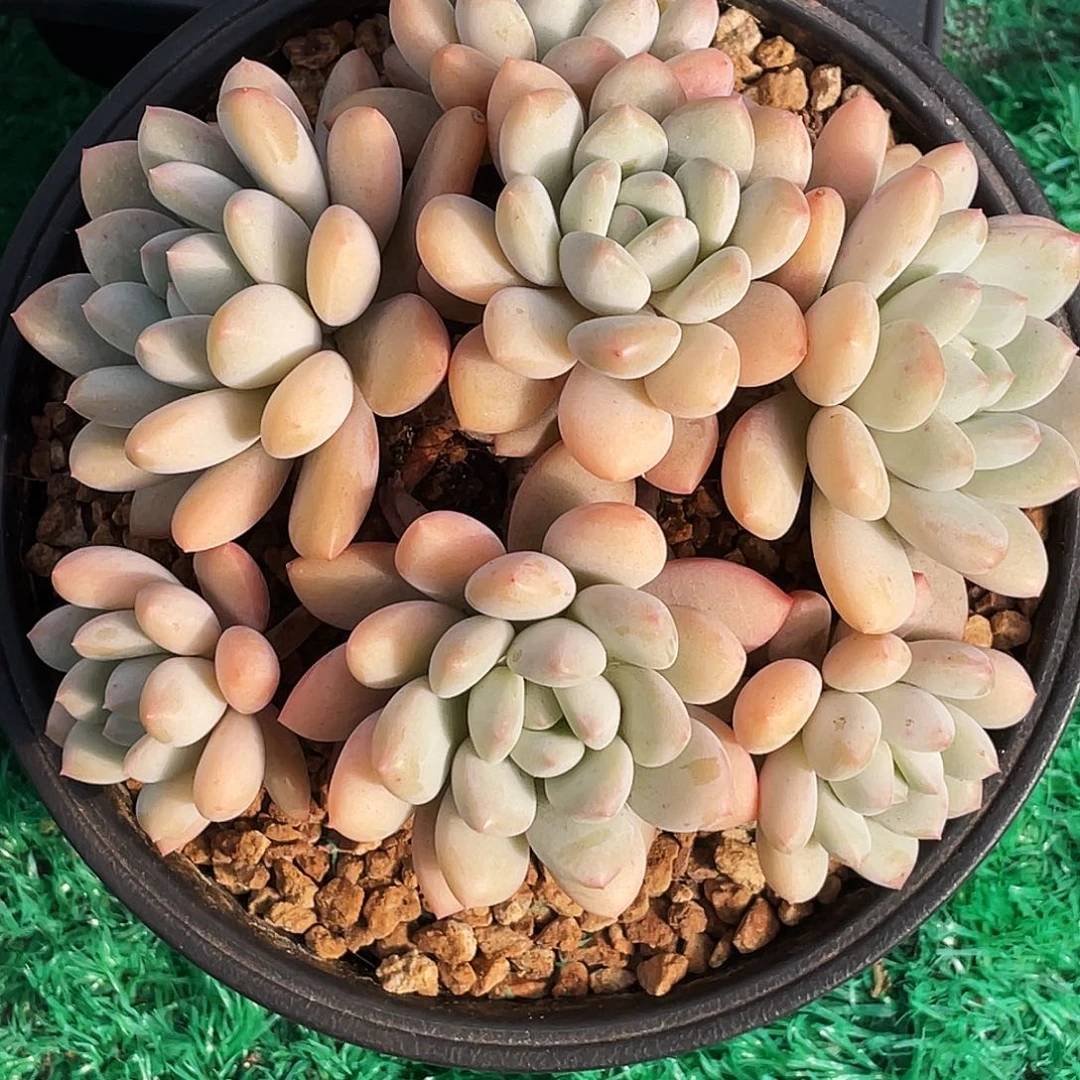 整桩无砍多头拉丝雨一颗