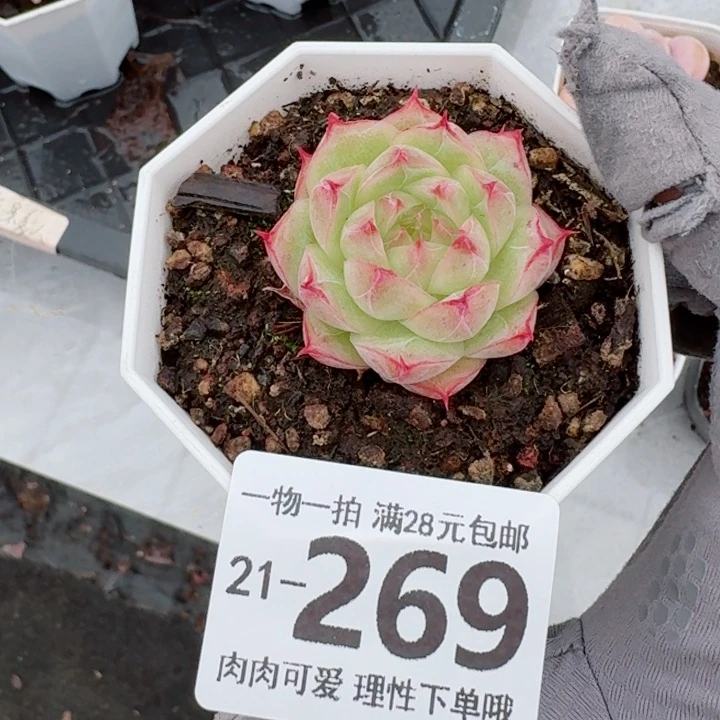 莲华无盆土发货无盆