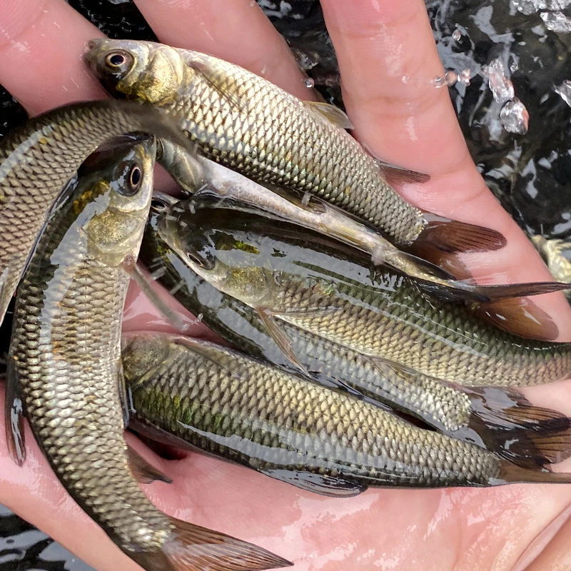 冰鲜现捞草皖 生态养殖