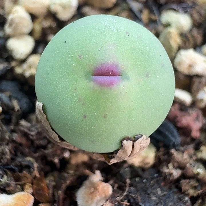 老马生石花小红嘴3042