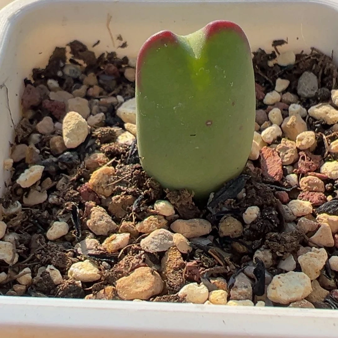 多肉植物111111111111111