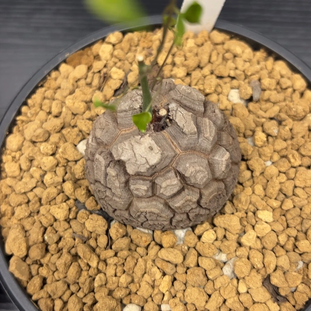 精品盆栽养定的龟甲龙303号