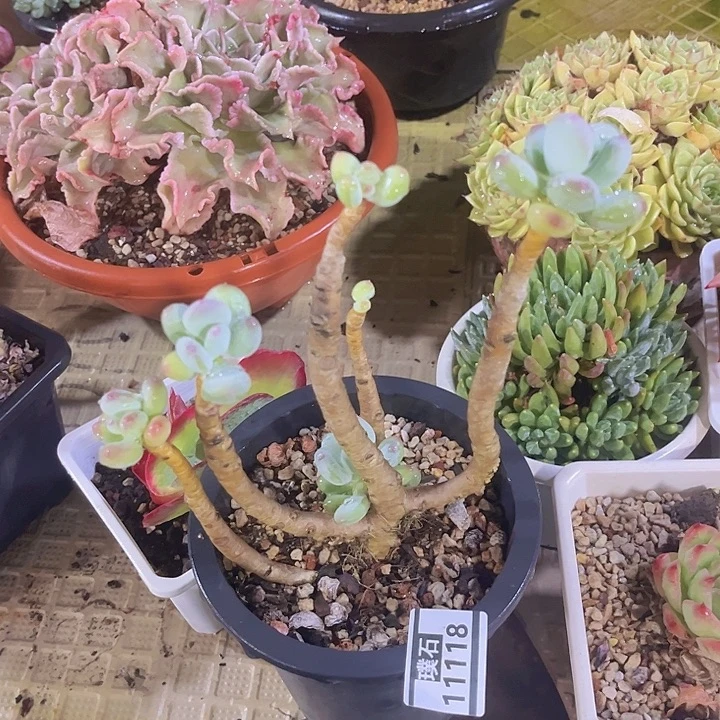 三日月美人11118多肉植物