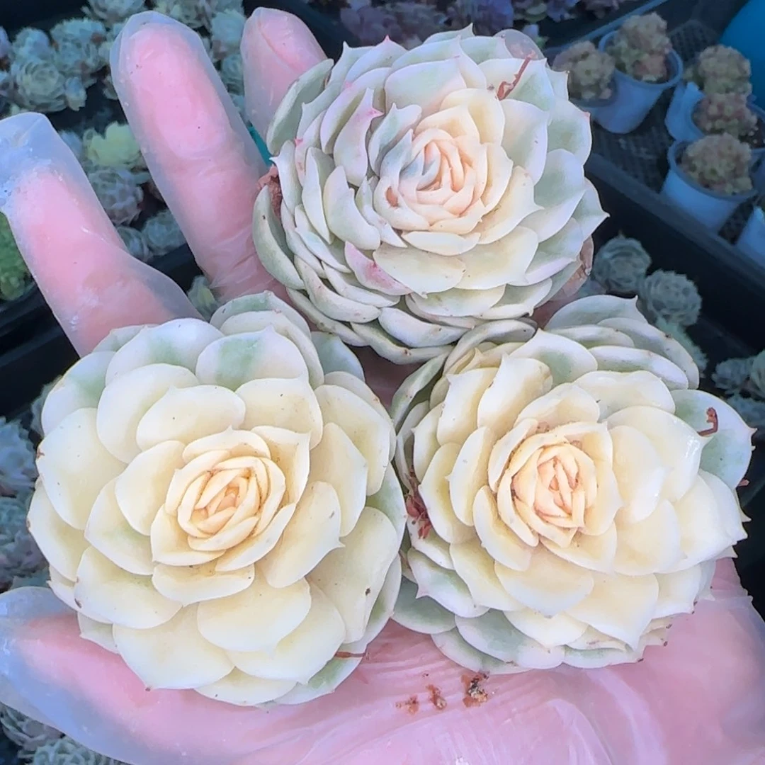 从前慢多肉编号昂斯诺锦