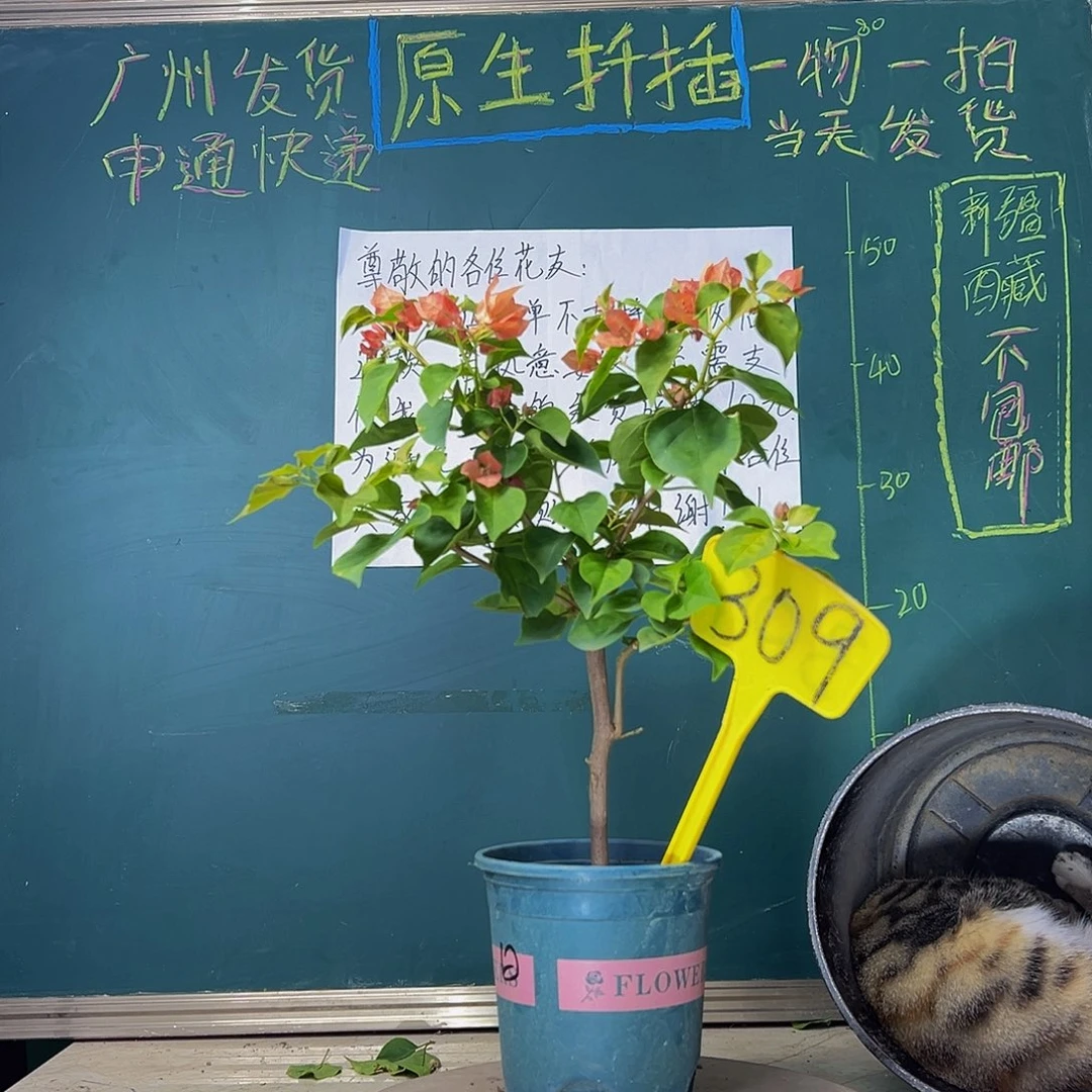 当前无花栽培后可以开花 福利  落日  309