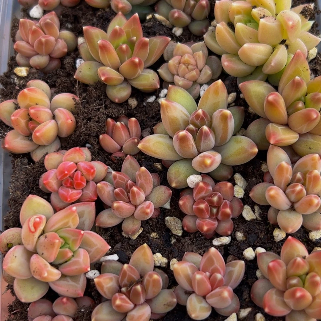 774多肉葡萄的味道真的