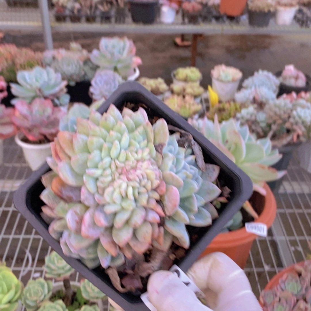 144冰魄缀化一物一拍