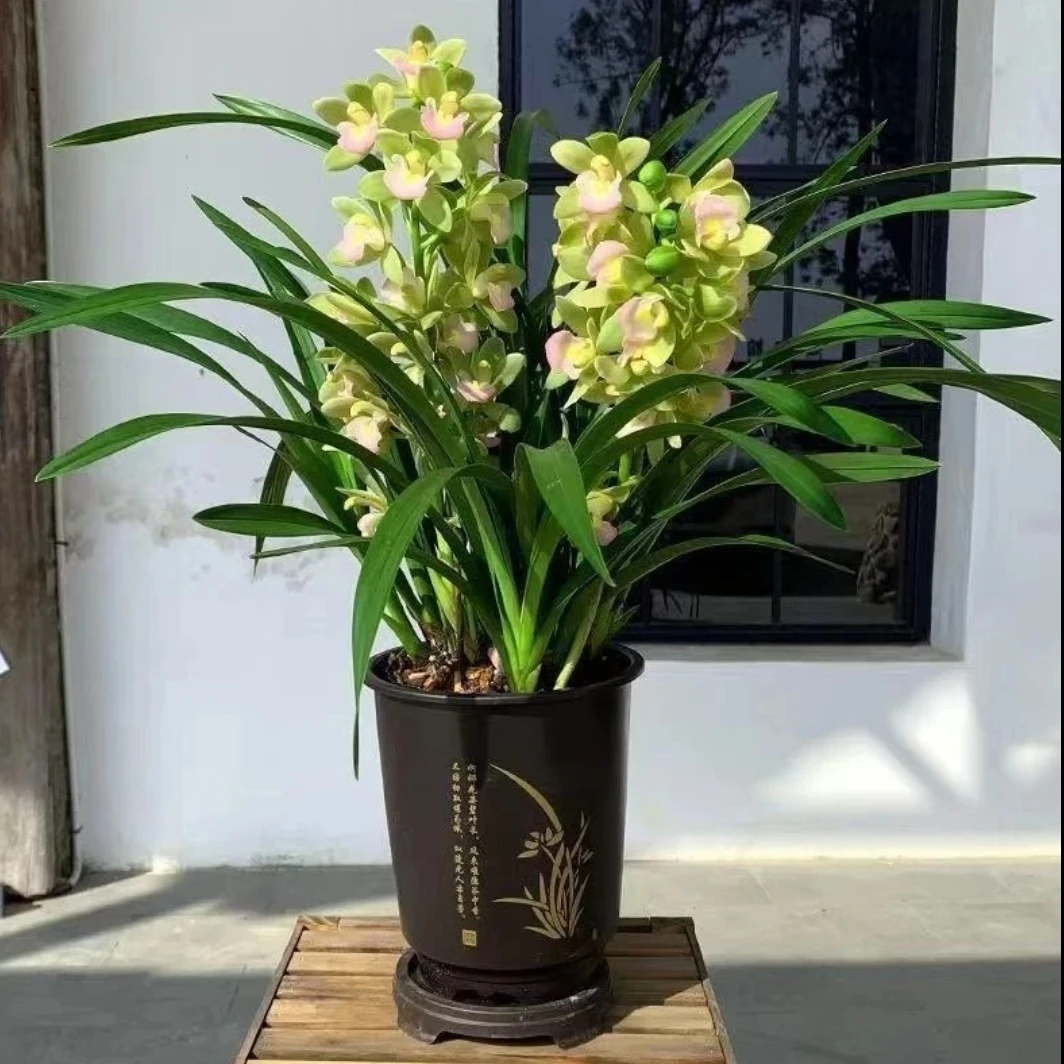 正宗香水香兰带多花苞室内外高端兰花香味浓花期长