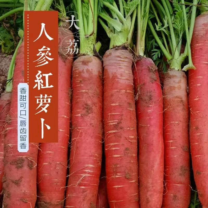 2025正宗陕西沙地水果萝卜透心红脆嫩甜可生吃时令蔬菜新鲜现挖