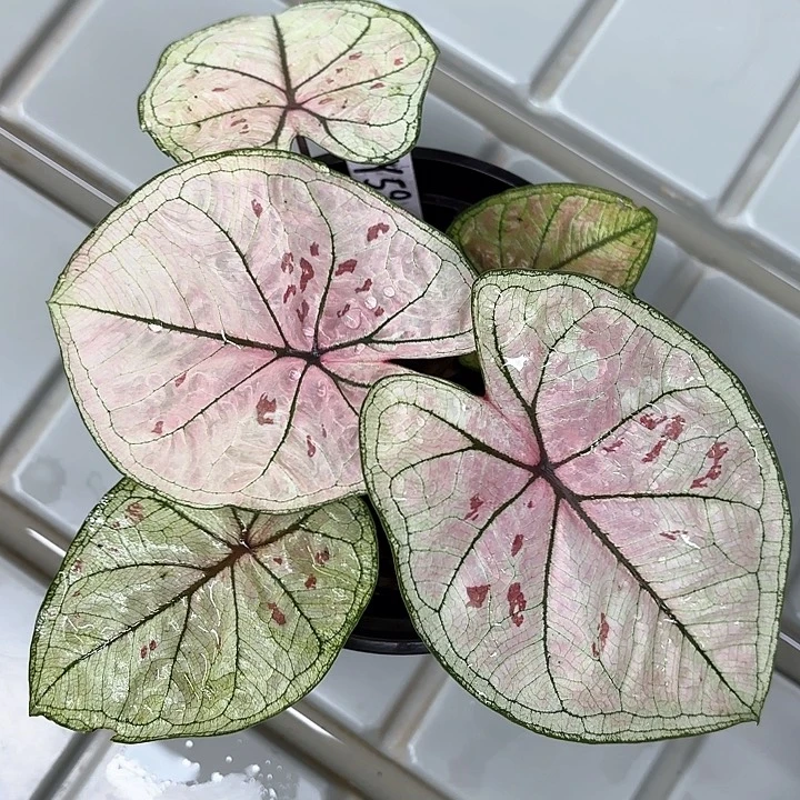 59-0213珠光草莓彩叶芋广东现货