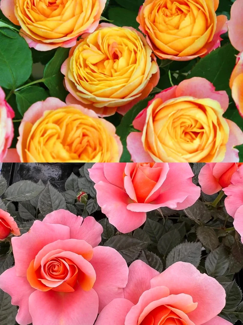 （2盆组合）180大盆 月季盆栽 180大盆