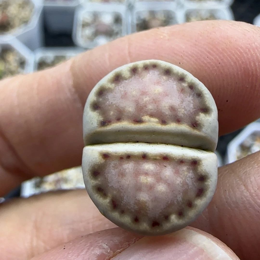 239 饼干清框福利30包邮