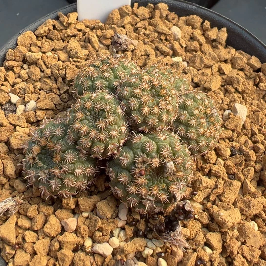 3267实生根士童群多肉植物带盆土