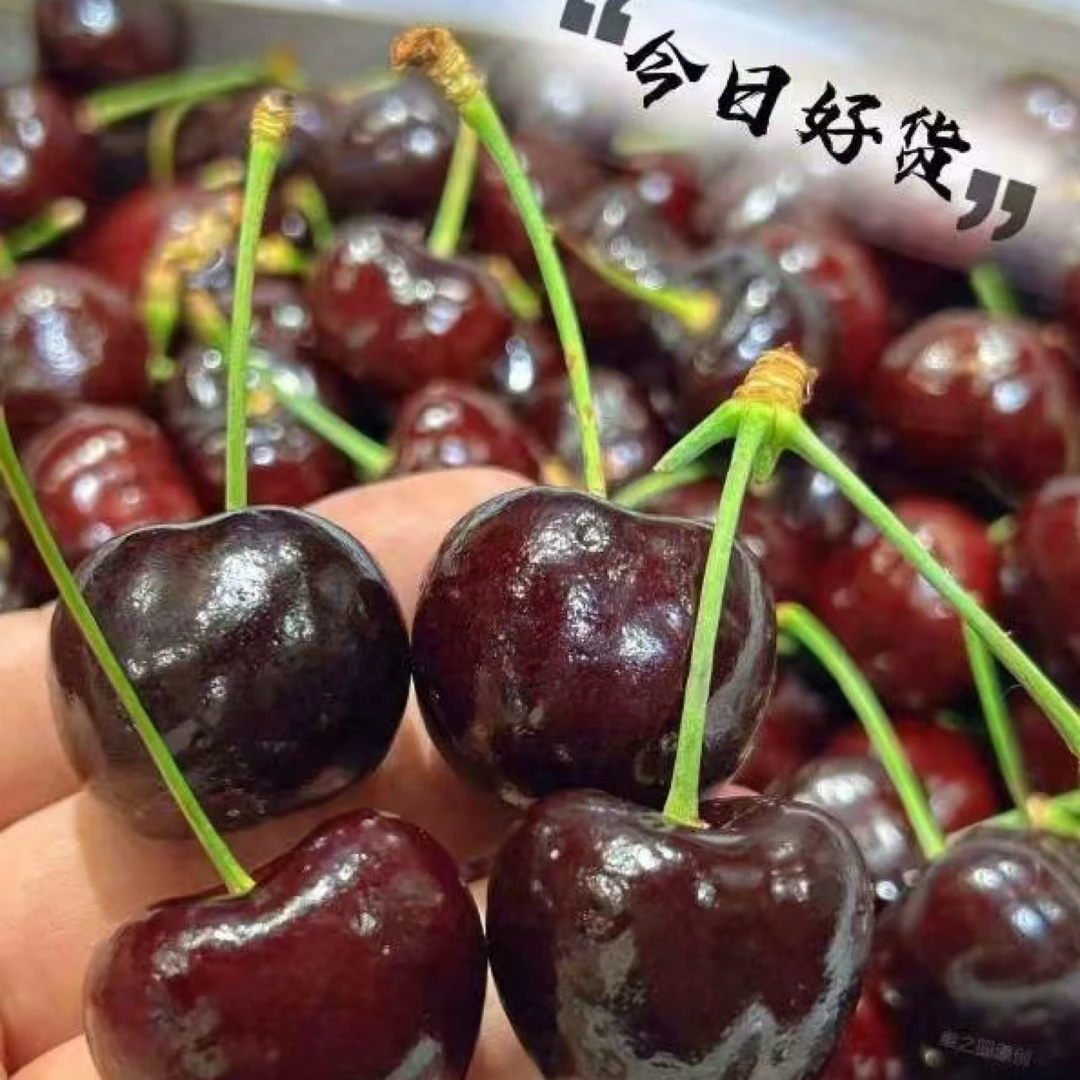 智利进口空运2J新鲜水果盒装当季净重2.5kg桑提娜樱桃智利