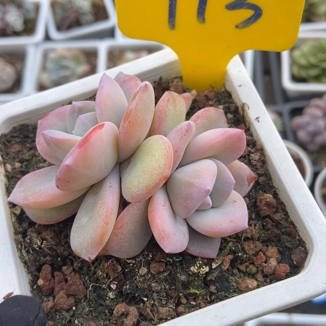 713奶茶多肉植物