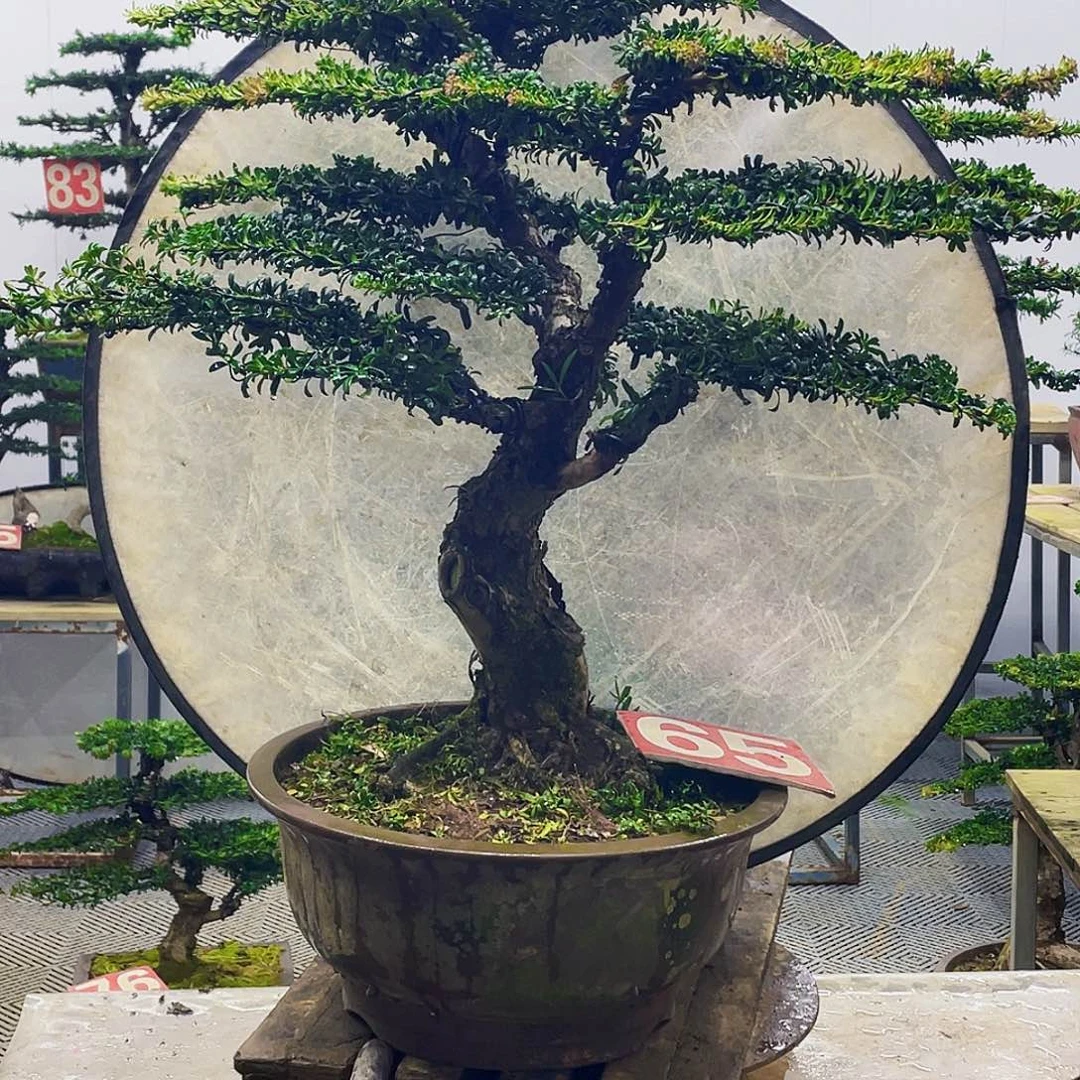无花朵罗汉松红芽