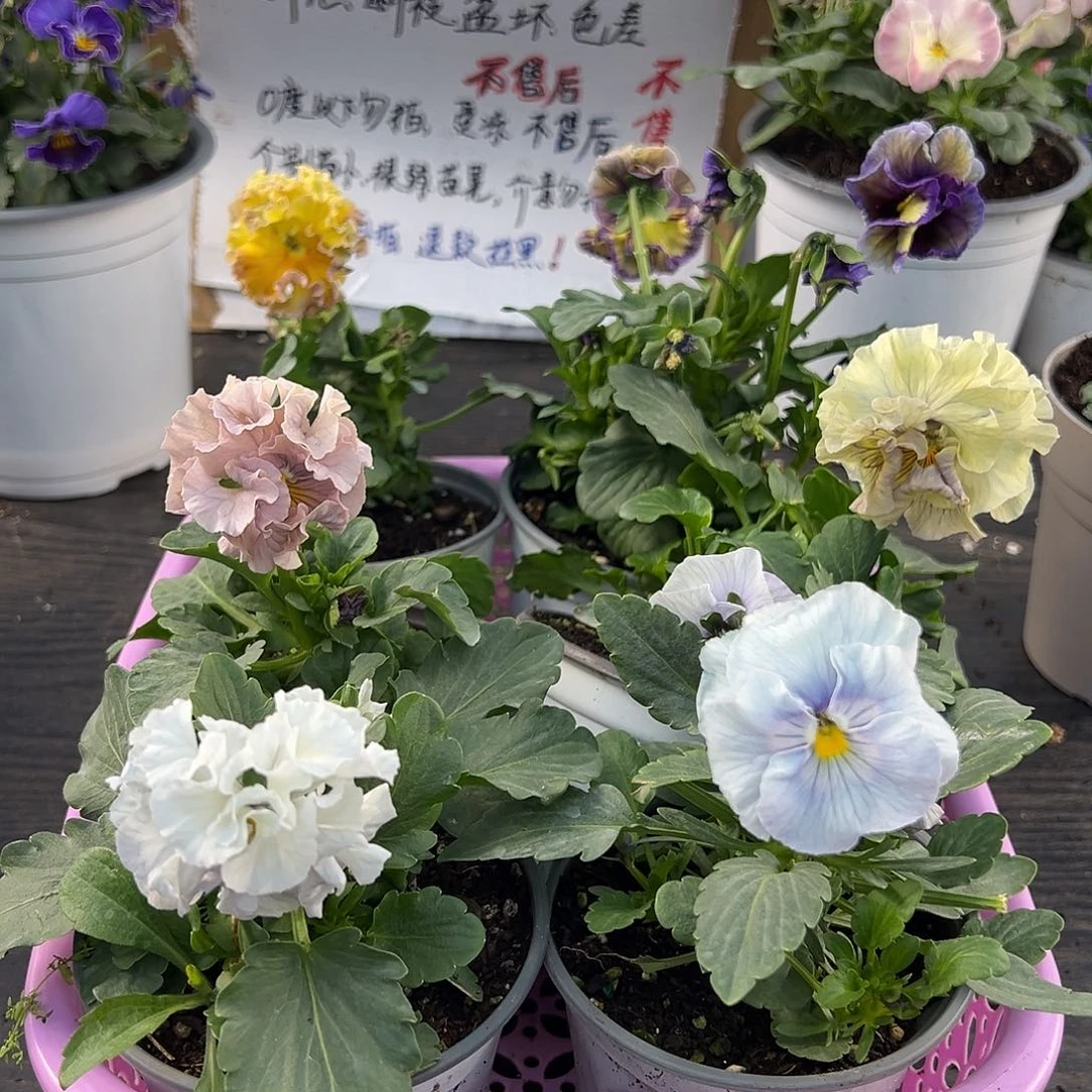 大部分花苞少量开放030号