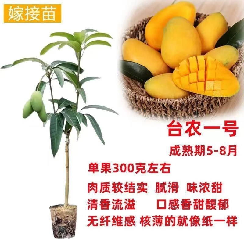 台农芒果树苗正品嫁接苗南方果树苗地栽盆栽阳台庭院种植当年结果