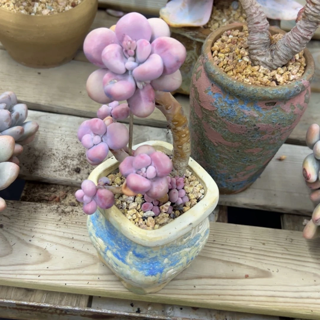 *️****桃蛋18 零零多肉植物