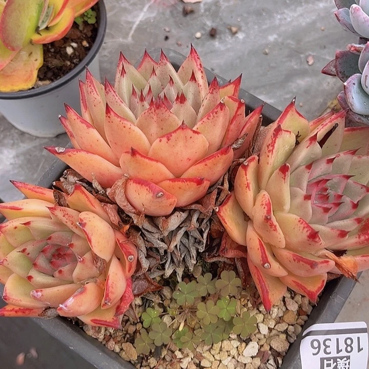 红颜密语18136多肉植物