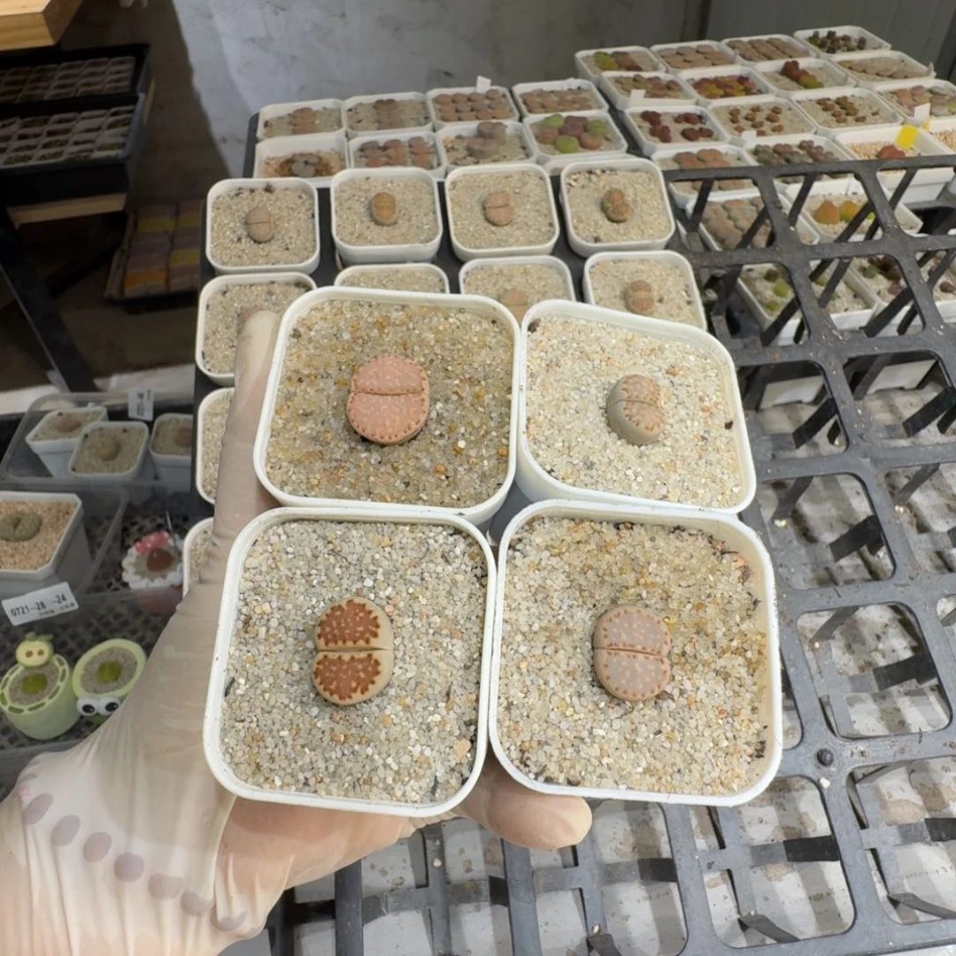 奶***廖0721-47饼干饼干饼干