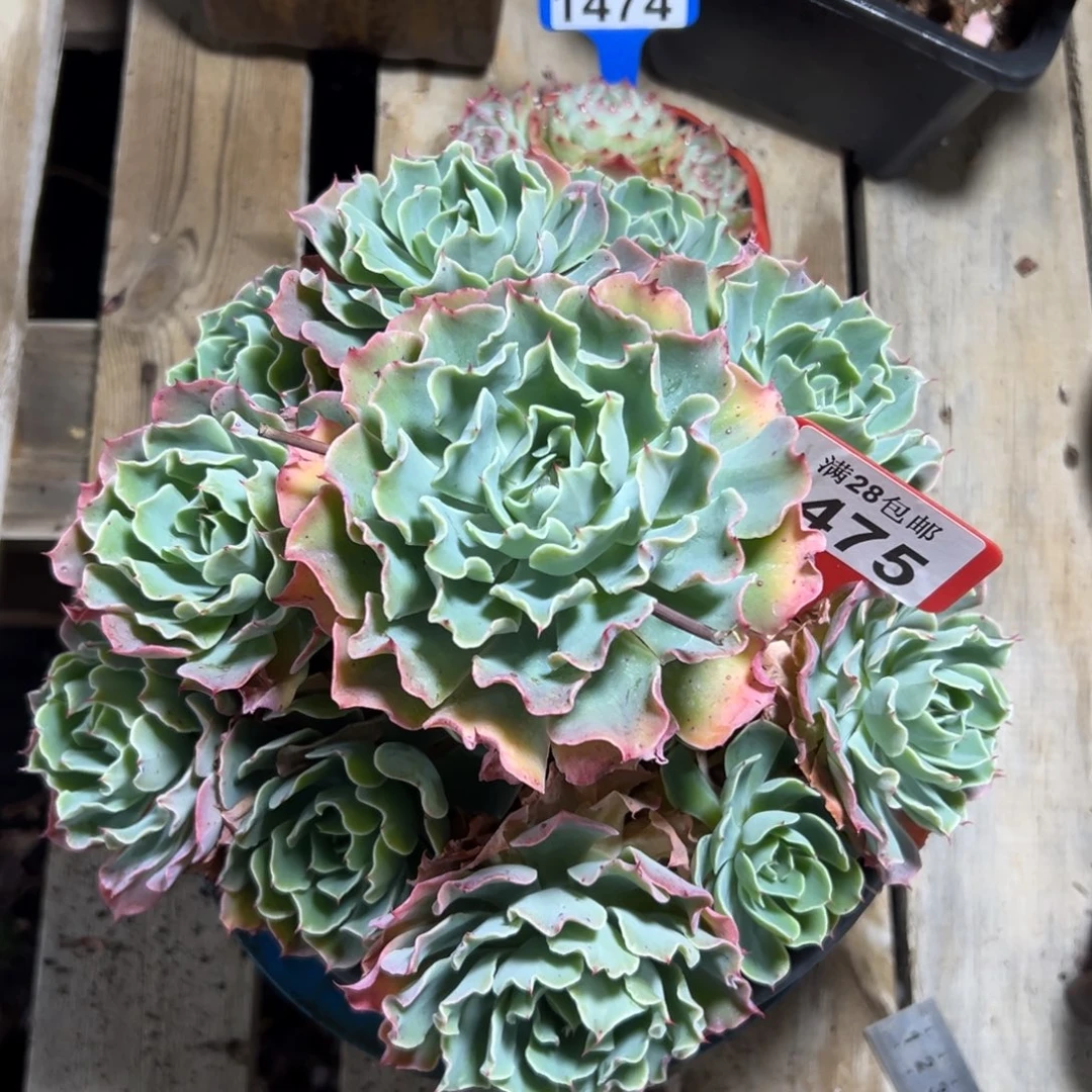 1475海啸，冠服25公分