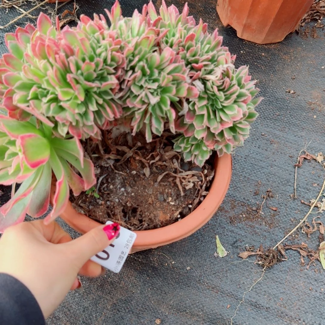 10白凤缀化多肉植物