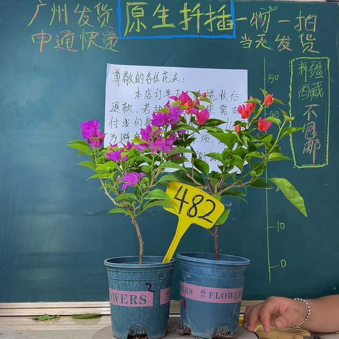 当前无花栽培后可以开花福利 紫桑巴 同安红 482