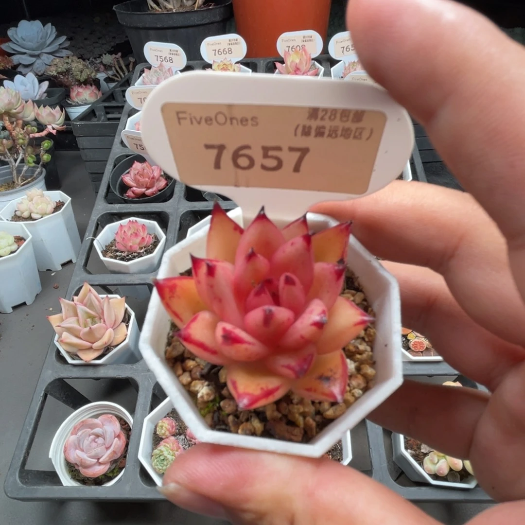 7657血罗  3.5厘米