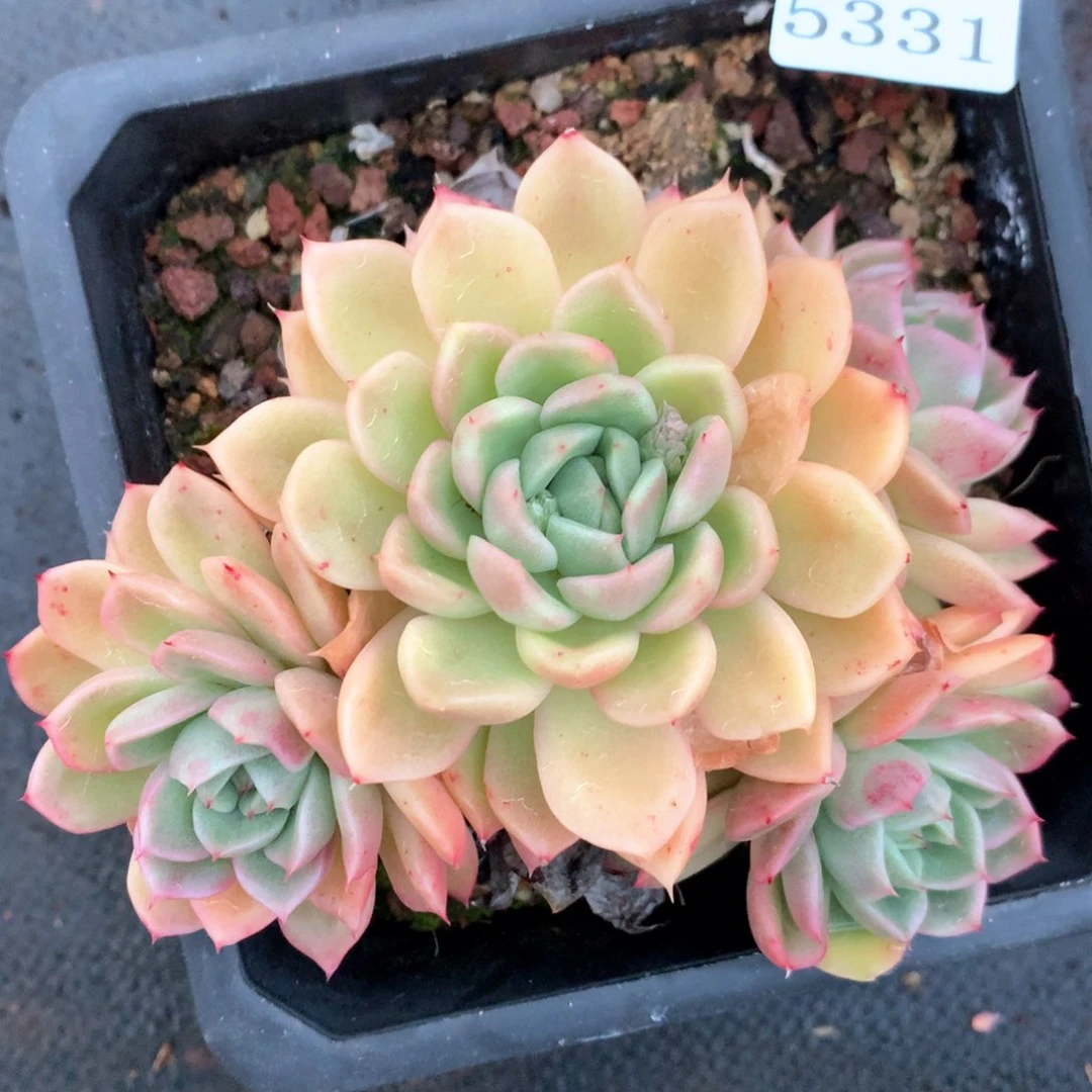 5331杂交多肉植物