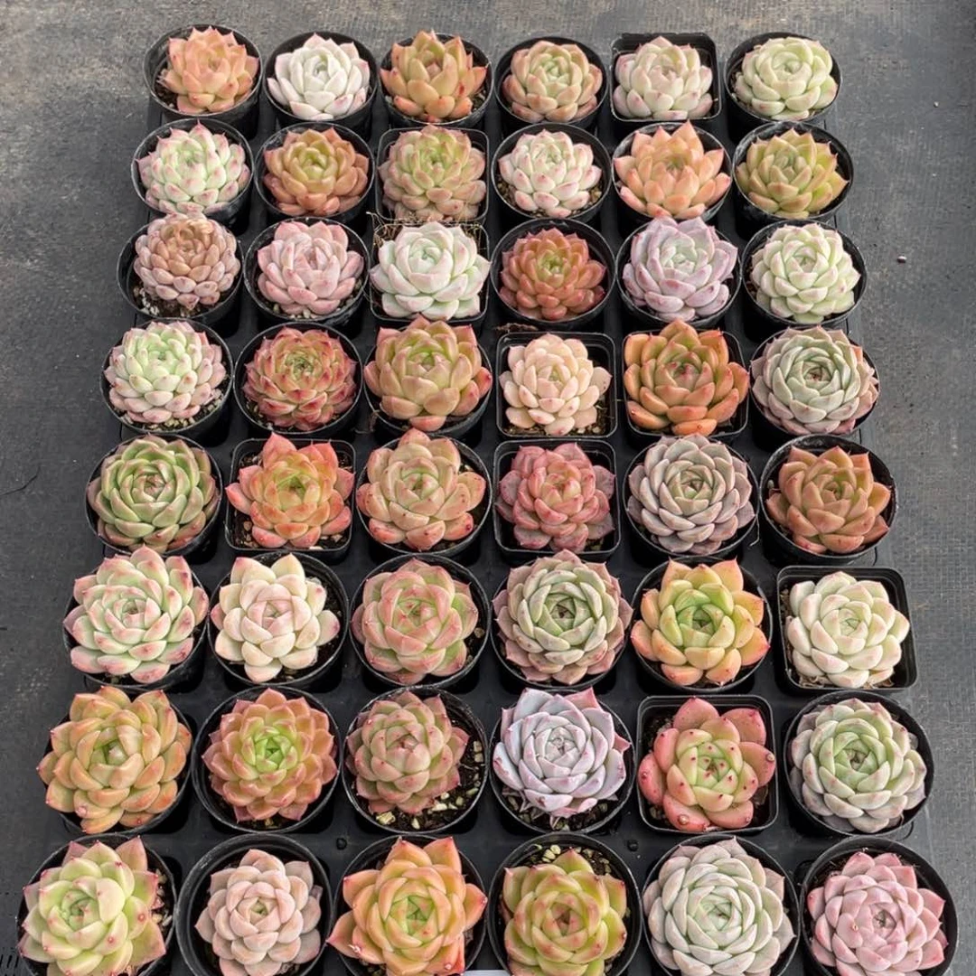 美***6一物一拍48棵20-21