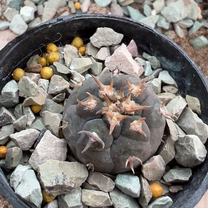 猫爪天平。 实生。小。