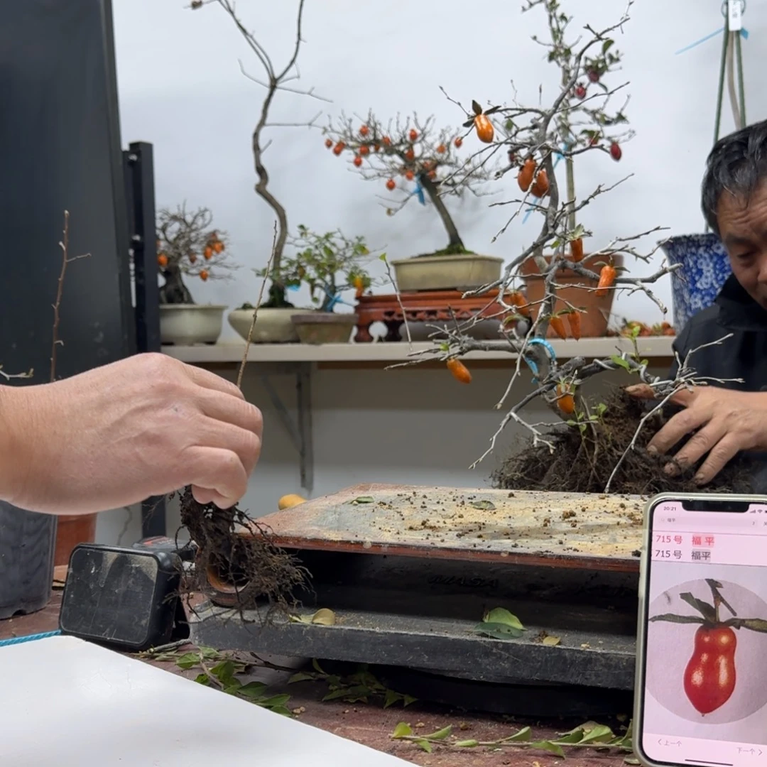 王***k无花朵588顺丰到付不包邮